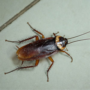 Cockroach Pest Control Service Mumbai