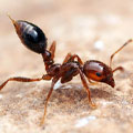 Fire Ant Pest Control