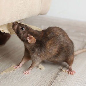 Rodent Pest Control Service Mumbai