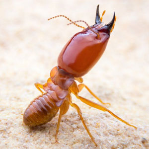 Termite Pest Control Service Mumbai